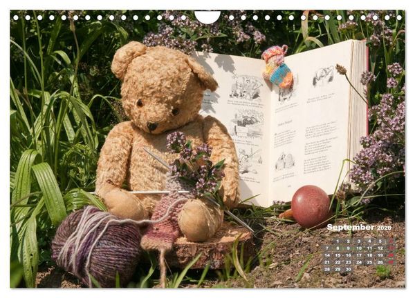 Produktbild: Geliebte B&auml;ren - Teddys (Wandkalender 2026 DIN A4 quer), CALVENDO Monatskalender