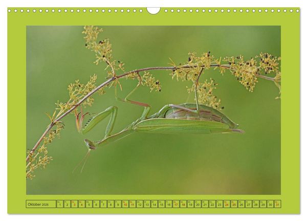 Produktbild: Die Gottesanbeterin Mantis Religiosa (Wandkalender 2026 DIN A3 quer), CALVENDO Monatskalender