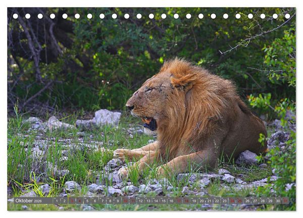 Produktbild: Botswana- Pirschfahrt mit Garantie auf Wildlife (Tischkalender 2026 DIN A5 quer), CALVENDO Monatskalender