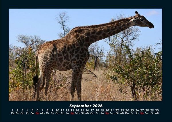 Produktbild: Giraffen 2026 Fotokalender DIN A4