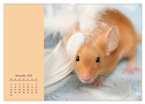 Produktbild: Mausige Zeiten! Putzige Gesellen mit Knopfaugen (hochwertiger Premium Wandkalender 2026 DIN A2 quer), Kunstdruck in Hochglanz