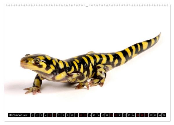 Produktbild: Amphibien und Reptilien (Wandkalender 2026 DIN A2 quer), CALVENDO Monatskalender