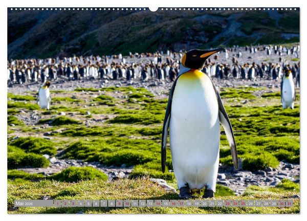 Produktbild: Einfach liebenswert diese Pinguine (hochwertiger Premium Wandkalender 2026 DIN A2 quer), Kunstdruck in Hochglanz