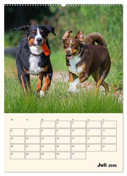 Produktbild: Appenzeller Sennenhund - Mit Plan durch das Jahr (hochwertiger Premium Wandkalender 2026 DIN A2 hoch), Kunstdruck in Hochglanz