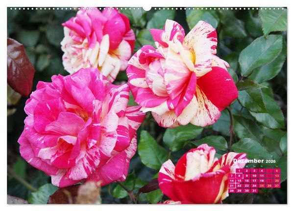 Produktbild: Urlaub im Garten (Wandkalender 2026 DIN A2 quer), CALVENDO Monatskalender