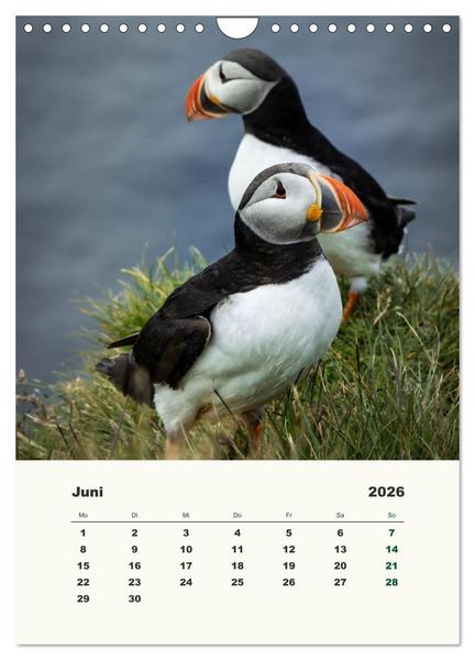 Produktbild: Papageientaucher in Island (Wandkalender 2026 DIN A4 hoch), CALVENDO Monatskalender