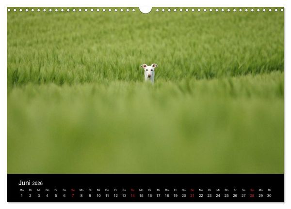 Produktbild: Der Windhundekalender (Wandkalender 2026 DIN A3 quer), CALVENDO Monatskalender
