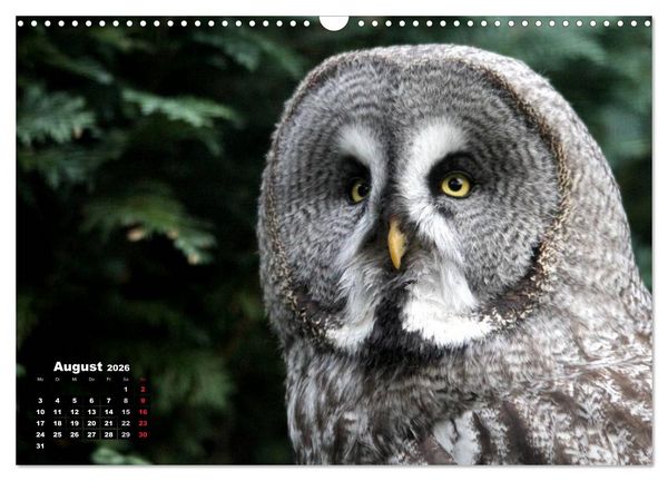 Produktbild: Greifv&ouml;gel, Eulen und K&auml;uze (Wandkalender 2026 DIN A3 quer), CALVENDO Monatskalender