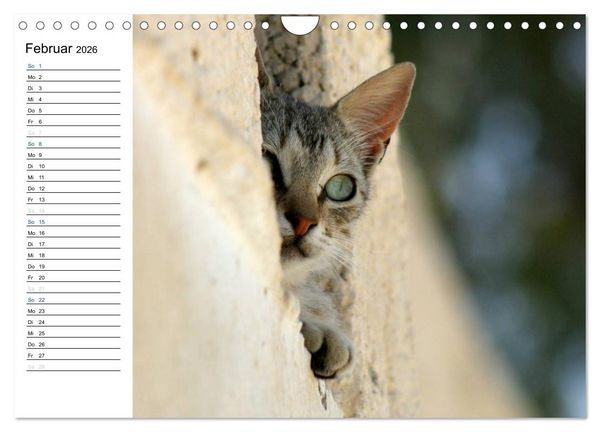Produktbild: Katzensprung (Wandkalender 2026 DIN A4 quer), CALVENDO Monatskalender