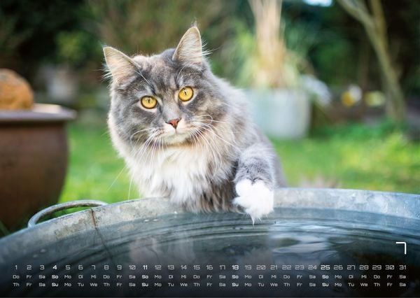 Produktbild: Miau - Unsere Stubentiger - Der Katzenkalender - 2027 - Kalender DIN A3