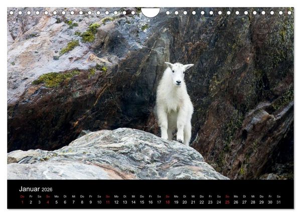 Produktbild: FASZINATION ALASKA Expedition durch die Inside Passage (Wandkalender 2026 DIN A4 quer), CALVENDO Monatskalender