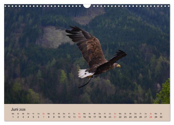 Produktbild: Der Steinadler. Majest&auml;tischer Greifvogel (Wandkalender 2026 DIN A3 quer), CALVENDO Monatskalender