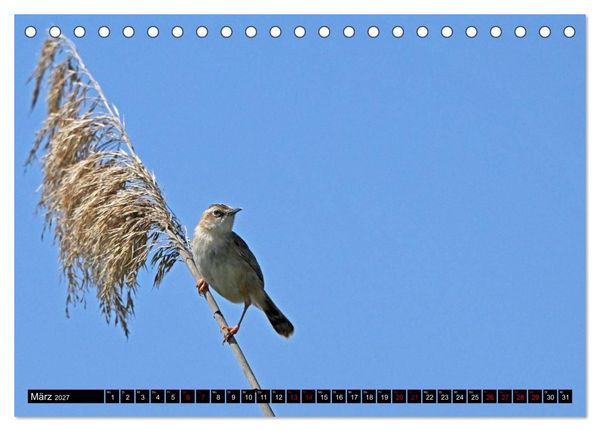 Produktbild: Mallorcas V&ouml;gel (Tischkalender 2027 DIN A5 quer), CALVENDO Monatskalender
