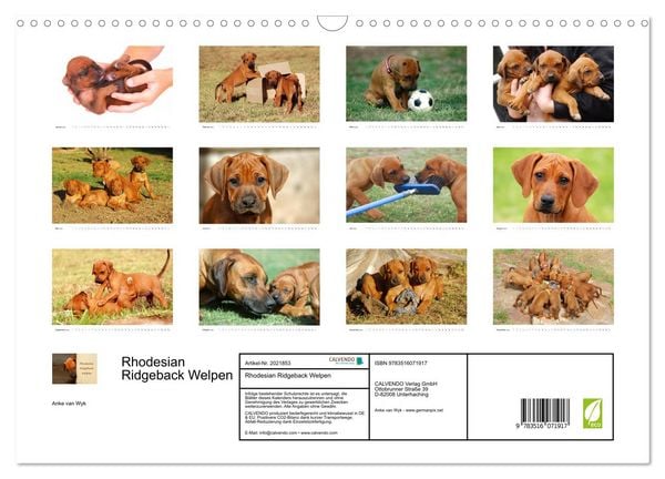 Produktbild: Rhodesian Ridgeback Welpen (Wandkalender 2026 DIN A3 quer), CALVENDO Monatskalender