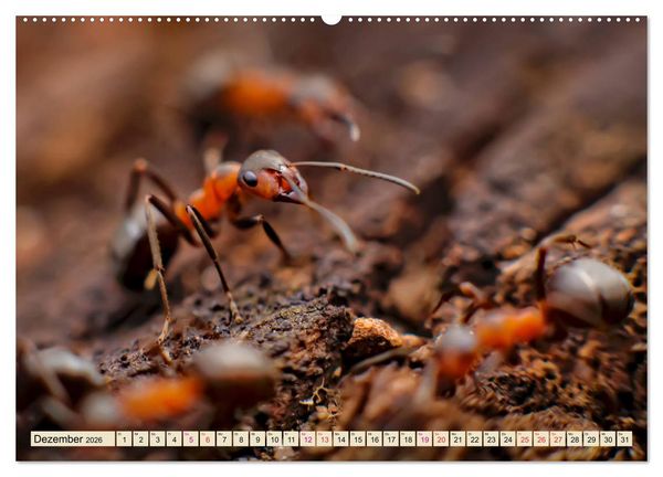 Produktbild: Ameisen - Ordnung im Durcheinander (hochwertiger Premium Wandkalender 2026 DIN A2 quer), Kunstdruck in Hochglanz