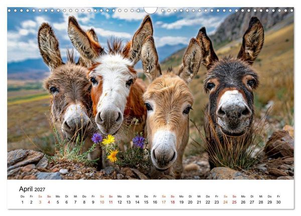 Produktbild: Esel - Humor mit langen Ohren (Wandkalender 2027 DIN A3 quer), CALVENDO Monatskalender