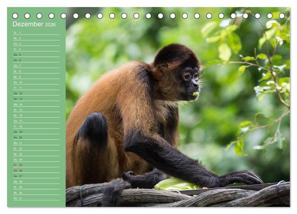 Produktbild: Die vielf&auml;ltige Welt der Affen (Tischkalender 2026 DIN A5 quer), CALVENDO Monatskalender