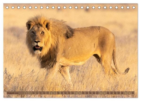 Produktbild: Wildlife Namibia - Etosha und Kalahari (Tischkalender 2026 DIN A5 quer), CALVENDO Monatskalender
