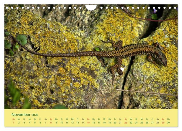 Produktbild: Flinke Eidechsen (Wandkalender 2026 DIN A4 quer), CALVENDO Monatskalender