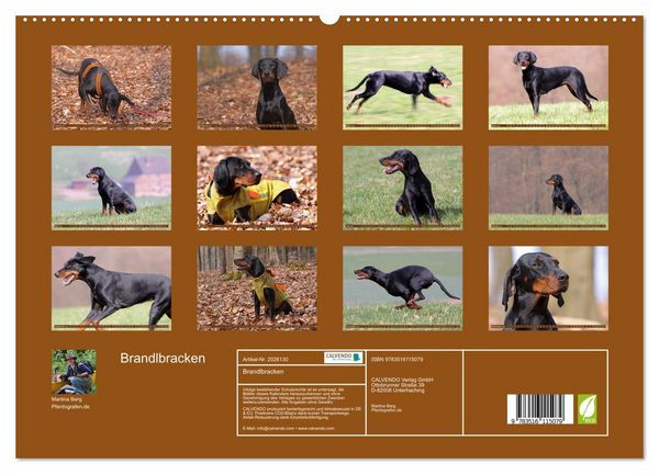 Produktbild: Brandlbracken (hochwertiger Premium Wandkalender 2026 DIN A2 quer), Kunstdruck in Hochglanz