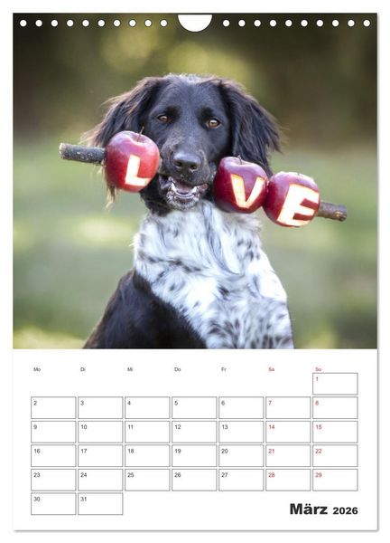 Produktbild: Geboren um zu Jagen. Der kleine M&uuml;nsterl&auml;nder (Wandkalender 2026 DIN A4 hoch), CALVENDO Monatskalender