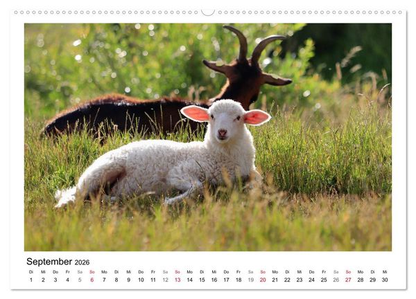 Produktbild: Sch&auml;fchen z&auml;hlen - Mit Schafen durchs Jahr (hochwertiger Premium Wandkalender 2026 DIN A2 quer), Kunstdruck in Hochglanz