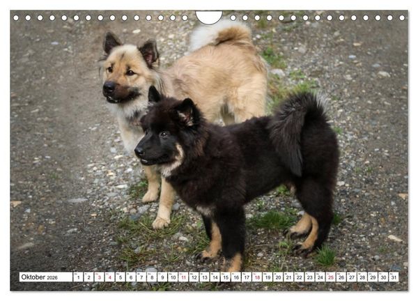 Produktbild: Eurasier, der Hund im Wolfspelz (Wandkalender 2026 DIN A4 quer), CALVENDO Monatskalender
