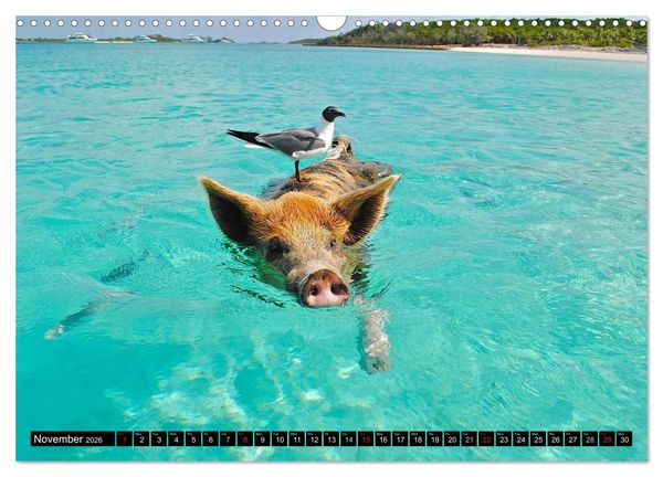 Produktbild: The Swimming Pigs of Bahamas (Wall Calendar 2026 DIN A3 landscape), CALVENDO 12 Month Wall Calendar