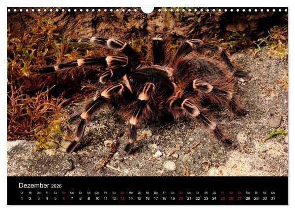 Produktbild: Vogelspinnen - Tarantulas (Wandkalender 2026 DIN A3 quer), CALVENDO Monatskalender