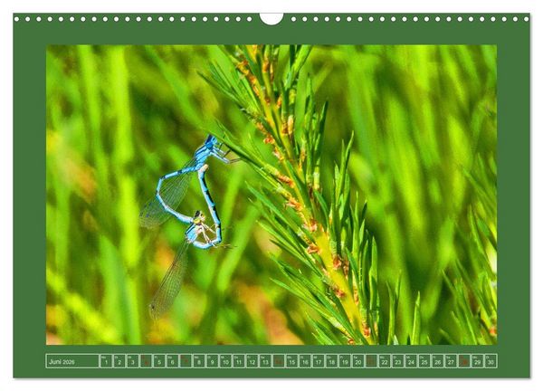 Produktbild: Wir sind die Stars im Garten (Wandkalender 2026 DIN A3 quer), CALVENDO Monatskalender
