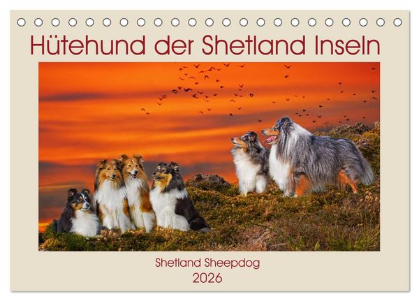 Produktbild: H&uuml;tehund der Shetland Inseln - Shetland Sheepdog (Tischkalender 2026 DIN A5 quer), CALVENDO Monatskalender