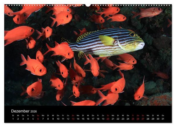 Produktbild: Magische Unterwasserwelten (Wandkalender 2026 DIN A2 quer), CALVENDO Monatskalender