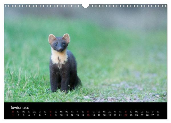 Produktbild: Tr&eacute;sors des Vosges (Calendrier mural 2026 DIN A3 vertical), CALVENDO calendrier mensuel