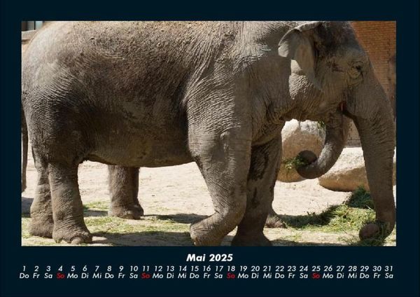 Produktbild: Der Elefantenkalender 2025 Fotokalender DIN A4
