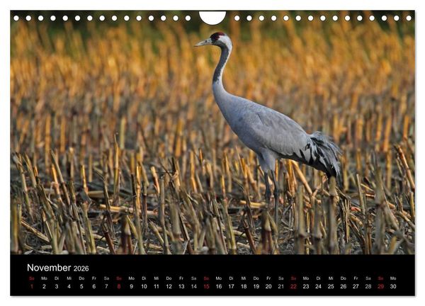 Produktbild: Kranich-Land Brandenburg (Wandkalender 2026 DIN A4 quer), CALVENDO Monatskalender