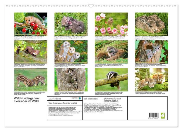 Produktbild: Wald-Kindergarten: Tierkinder im Wald (Wandkalender 2026 DIN A2 quer), CALVENDO Monatskalender