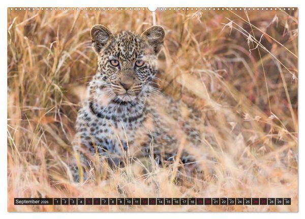 Produktbild: Leopards in the wild (High Quality Premium Wall Calendar 2026 DIN A2 landscape),CALVENDO 12 Month Wall Calendar