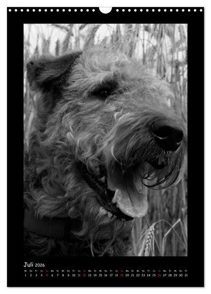 Produktbild: Der Airedale: Portraits eines "Dickkopfes" (Wandkalender 2026 DIN A3 hoch), CALVENDO Monatskalender