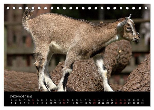 Produktbild: Zwergziegen (Tischkalender 2026 DIN A5 quer), CALVENDO Monatskalender