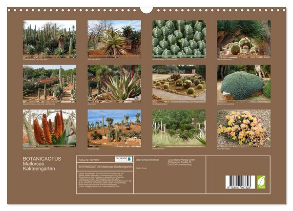 Produktbild: BOTANICACTUS Mallorcas Kakteengarten (Wandkalender 2026 DIN A3 quer), CALVENDO Monatskalender