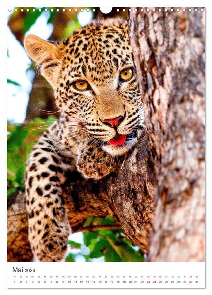 Produktbild: Leoparden - Die Beute im Visier. (Wandkalender 2026 DIN A3 hoch), CALVENDO Monatskalender