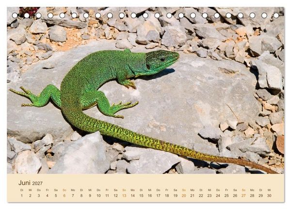 Produktbild: Eidechsen Europas (Tischkalender 2027 DIN A5 quer), CALVENDO Monatskalender