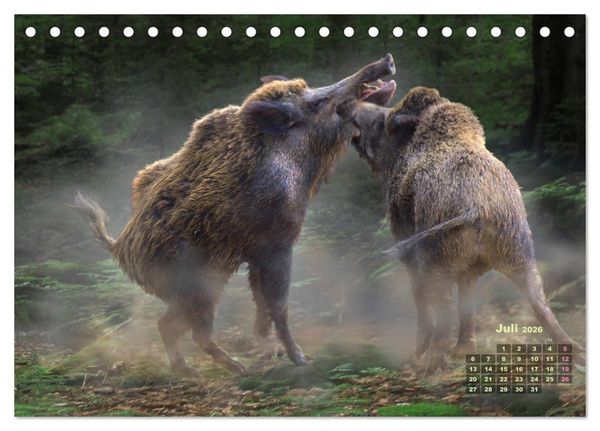Produktbild: WILDE TIERE IN AKTION (Tischkalender 2026 DIN A5 quer), CALVENDO Monatskalender