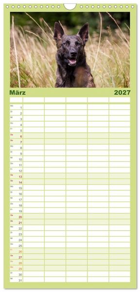 Produktbild: Familienplaner 2027 - ausdrucksvolle Holl&auml;ndische Sch&auml;ferhunde mit 5 Spalten (Wandkalender, 21 x 45 cm) CALVENDO