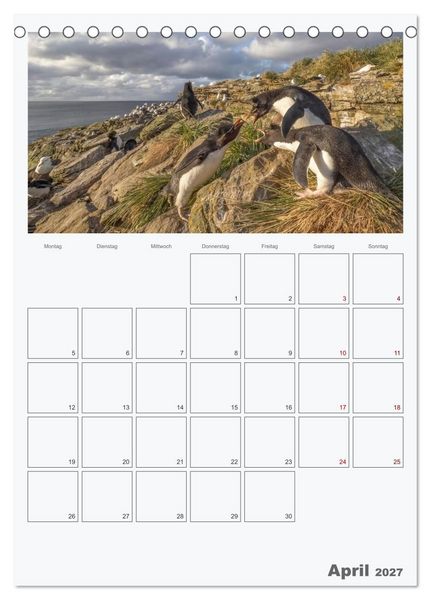 Produktbild: Alltag bei den Pinguinen auf Falkland (Tischkalender 2027 DIN A5 hoch), CALVENDO Monatskalender