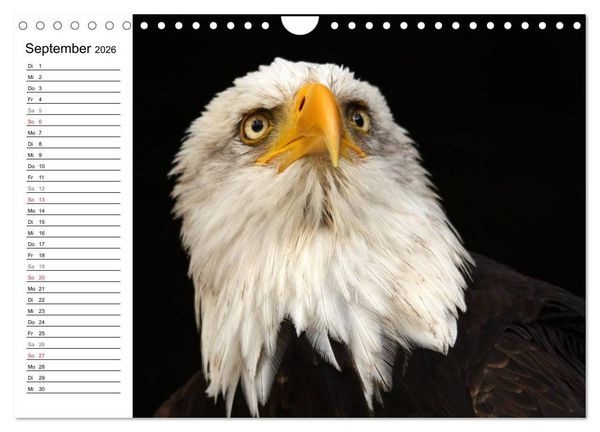 Produktbild: Der Wei&szlig;kopfseeadler (Wandkalender 2026 DIN A4 quer), CALVENDO Monatskalender