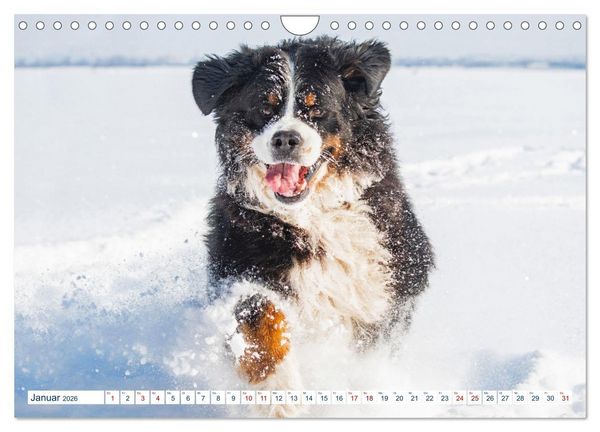Produktbild: Berner Sennenhund - Ein Traum auf vier Pfoten (Wandkalender 2026 DIN A4 quer), CALVENDO Monatskalender