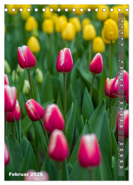 Produktbild: Tulpen - die Fr&uuml;hlingsblume (Tischkalender 2026 DIN A5 hoch), CALVENDO Monatskalender