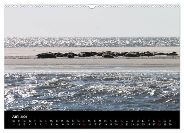 Produktbild: Sylt 2026 (Wandkalender 2026 DIN A3 quer), CALVENDO Monatskalender