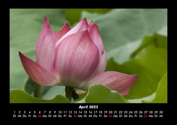 Produktbild: Blumentr&auml;ume 2025 Fotokalender DIN A3
